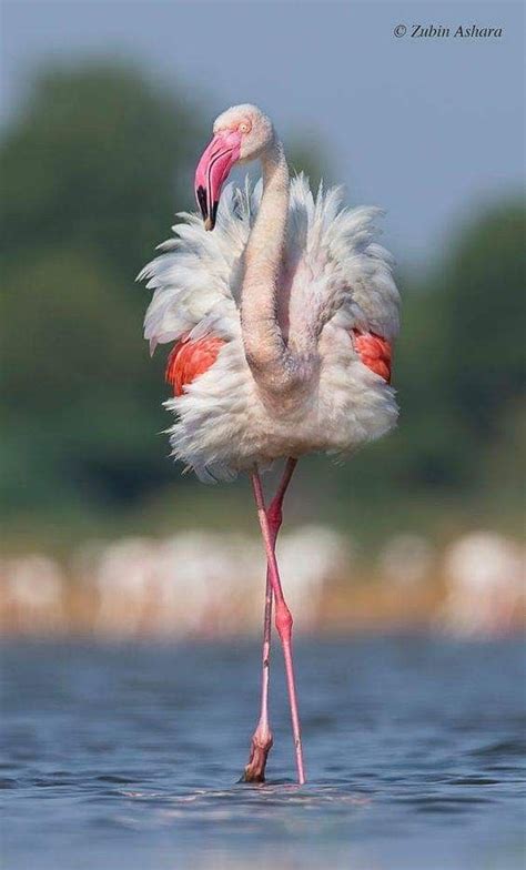 Pin By Beth Roberts On Flamingos In 2020 Greater Flamingo Animals