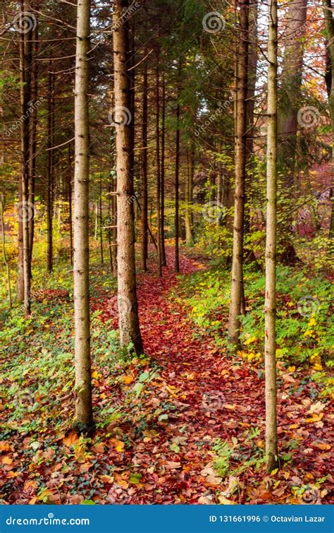 Lush Vibrant Woodlands Path During The Autumn Stock Photo Image Of