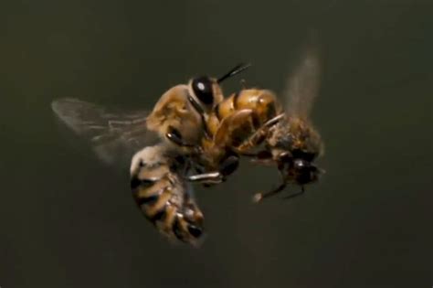 Watch This Slow Motion Footage Of A Queen Bee Mating With A Drone In Mid Air The Verge