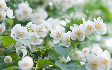 Wallpaper White Jasmine Flowers Petals Spring 2880x1800 Hd Picture Image