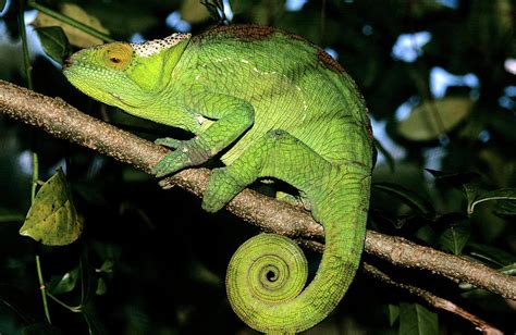 Parsons Chameleon Photograph By Louise Murrayscience Photo Library Fine Art America