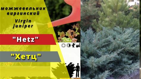 Hetz Хетц Juniperus virginiana Можжевельник виргинский Virgin