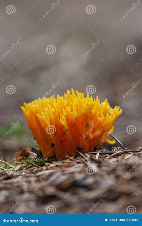 Yellow Coral Mushroom Stock Photo Image Of Freshwater 11531304