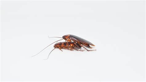 Cockroach Sex Is Evolving And Were To Blame Iflscience