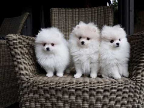 All three come from champion/show lines. Pomeranian Puppies For Sale | Florida City, FL #333466