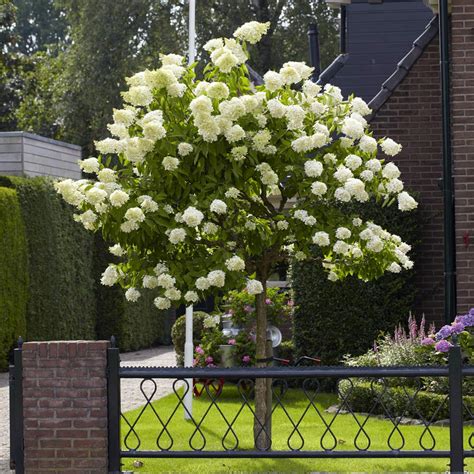 Limelight Hydrangea Trees For Sale