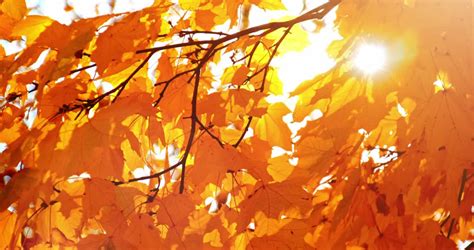 Sun Shining Through Fall Leaves Blowing In Breeze Blurry Golden