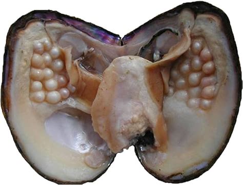 Oyster Pearls Poshops Freshwater Cultured Big Oysters With Pearls Inside Pearl An Oysters Home