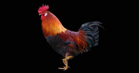 Angry Rooster Stock Footage Video Shutterstock