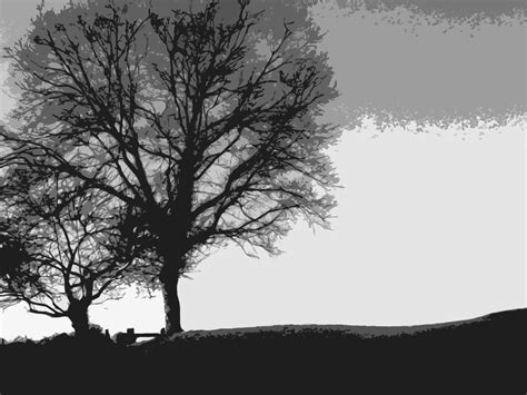 Black And White Minimalistic Trees Wallpapers Hd Desktop And