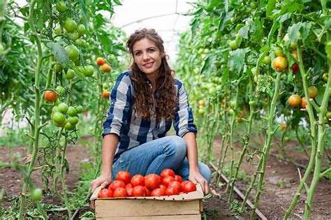 Cómo Sembrar Cultivar Y Cosechar Tomates