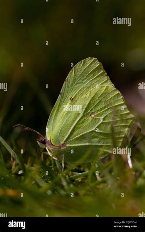 Yellow Butterfly Brimstone Sulphur Hi Res Stock Photography And Images