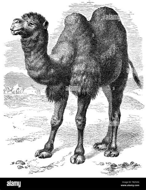 The Bactrian Camel Camelus Bactrianus Stock Photo Alamy