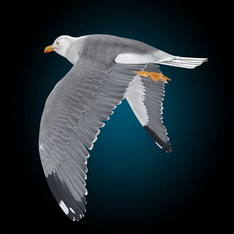 Seagull (Flying) - MotionCow