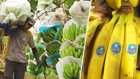 Where Does A Banana Grow