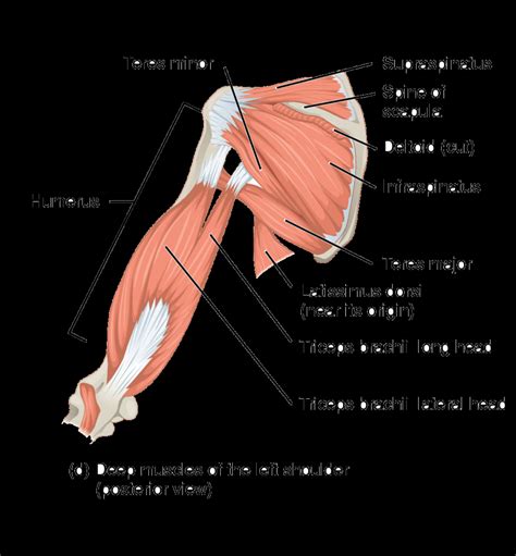 Learn the arm muscles in particular the bicep muscle and the tricep muscle with our arm muscle diagram, learn all below is a diagram depicting the main arm muscles that we are going to target. Arm Muscle Diagram - exatin.info
