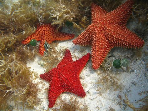 Starfish Animals Of The Oceans Worldatlas