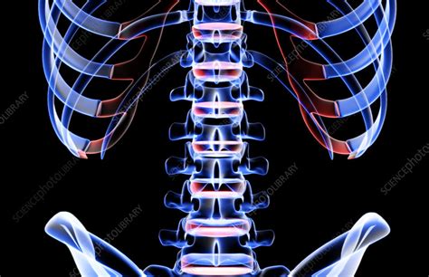Bones Of Lower Back Understanding Lower Back Anatomy Lower Right