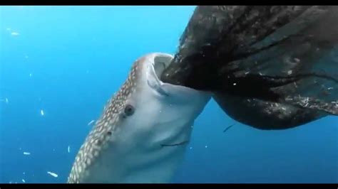 Китовая акула ест рыбу из рыбацких сетей Youtube