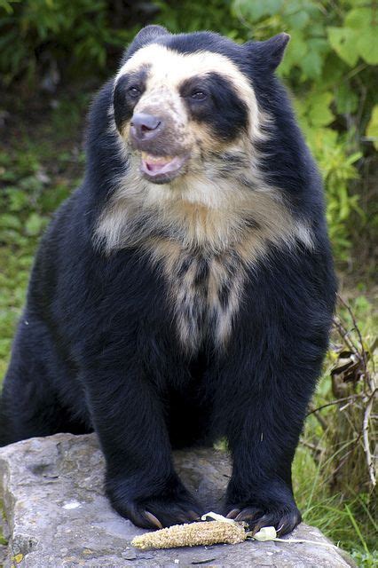Spectacled Bear Chester Zoo Spectacled Bear Weird Animals Bear Species