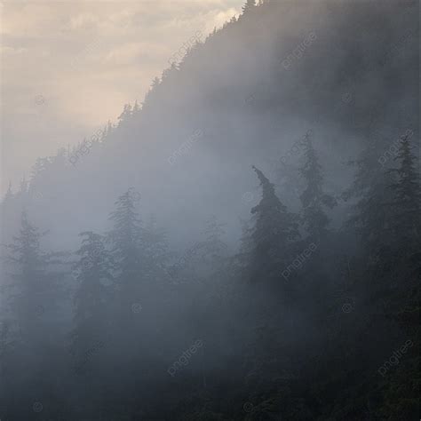 Foggy Forest Backcountry British Columbia Background Scenics Square