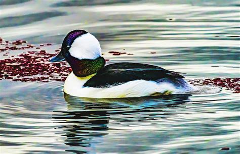 Male Bufflehead Duck Lake Washington Kirkland Washington Photograph By