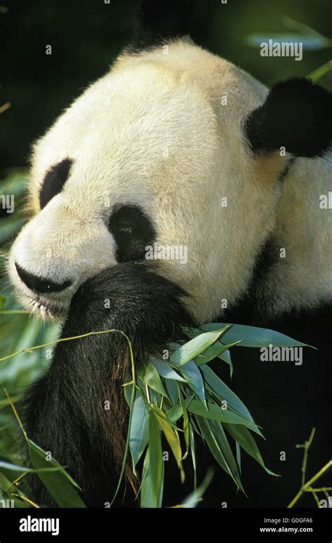 Giant Panda Ailuropoda Melanoleuca Adult Eating Bamboo Stock Photo