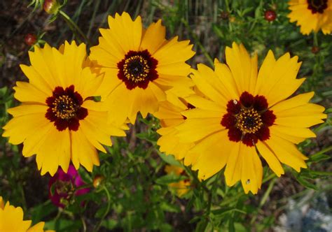 Top 30 Beautiful Yellow Flowers Names List With Pictures Updated 2023
