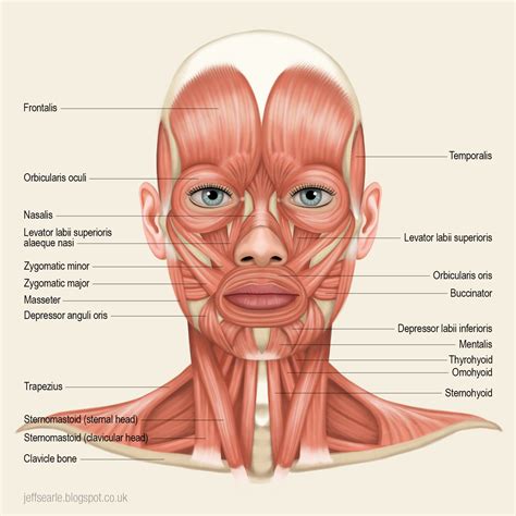 Pin By Scooby Man On Skull Head Proportion Human Muscle Anatomy