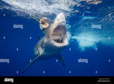 Diese Great White Shark Carcharodon Carcharias Fotografiert Wurde In Einem Klumpen Der Köder