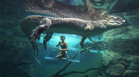 Swim With A Saltwater Crocodile Ubicaciondepersonascdmxgobmx