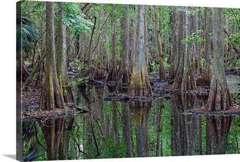 Bald Cypress Trees In Flooded Swamp Highlands Hammock State Park