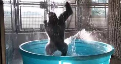 Amazing Dancing Gorilla Video Makes The Internet A Happier Place Starts At 60