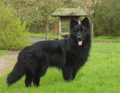 Long Haired Black German Shepherd Pets Black German Shepherd Dog