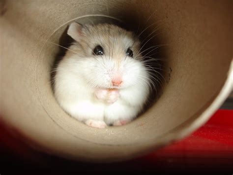 Roborovski Hamster I Am So Tiny Cdrussorusso Flickr