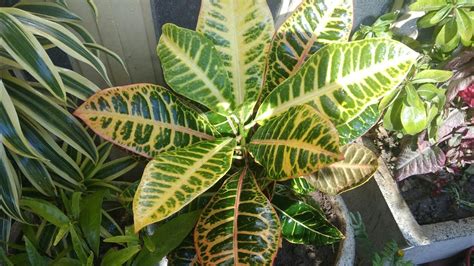 Croton Plant Care Temperature Houseplant Care For Croton Or Rushfoil