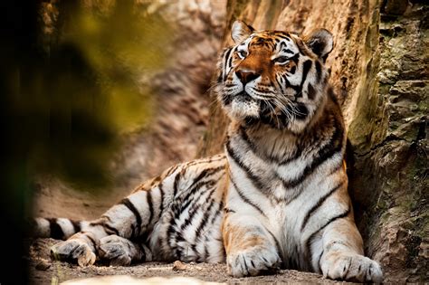Big Beautiful Tiger Resting Wallpapers And Images