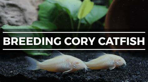 Cory Catfish Corydoras Experts Care And Breeding Guide Be Settled