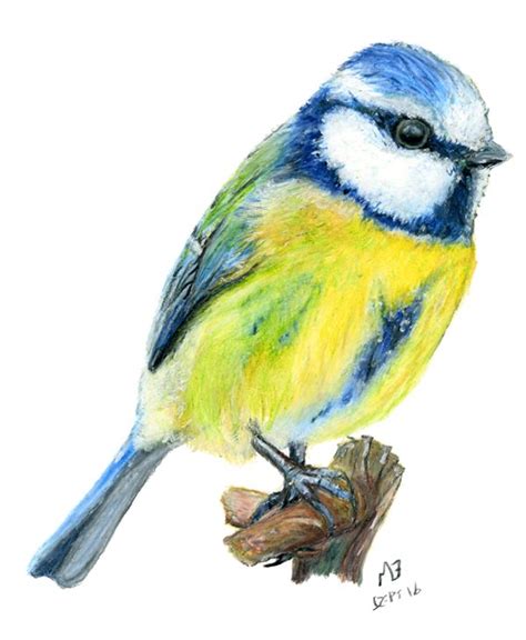 My Watercolour Pencil Drawing Of A Blue Tit Bird Another Common