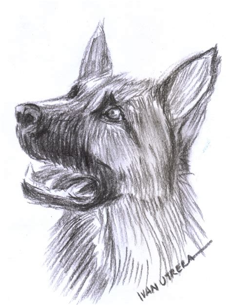 Perro A Carboncillo Psychedelic Illustration Charcoal Sketch