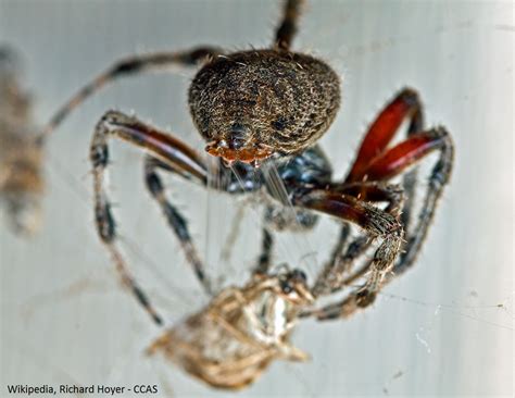 Spider Spinnerets