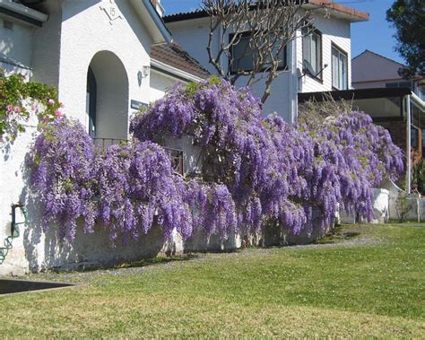 Purple , wisteria sinensis texas purple , trunk of cultivar texas purple blws628436 copyright: GardensOnline: Wisteria sinensis