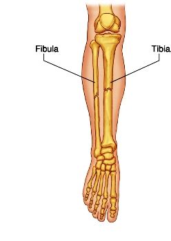 The larger tibia or shinbone is located medial to the fibula and bears most of the weight. Tibia Fibula Cambodian Style - www.khmer440.com