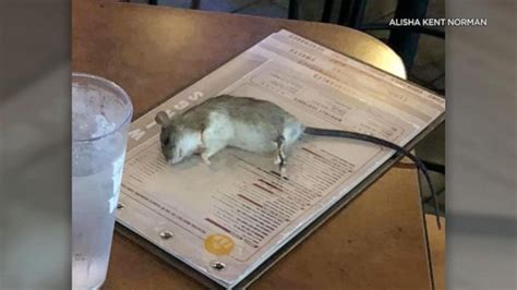 Video Rat Falls From Ceiling Onto Customers Table At Buffalo Wild Wings Abc News