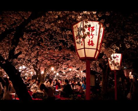 Hanami In Kyoto Hanami Cherry Blossom Cherry Blossom Festival