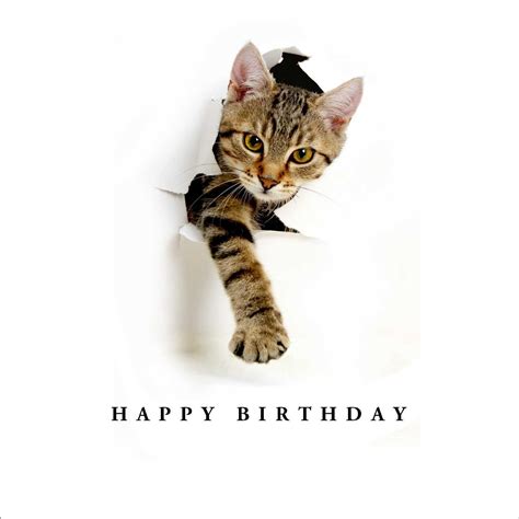 Birthday Breakthrough Cat Birthday Card Cat Birthday Card Cat