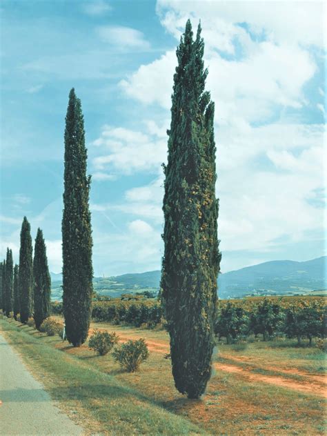 The plants did experience some winter kill on the bottom, with surprising new growth in may 2014 on limbs that were totally brown after the winter. Italian Cypress Tree - Tall and Slender Evergreen Tree - 2 ...