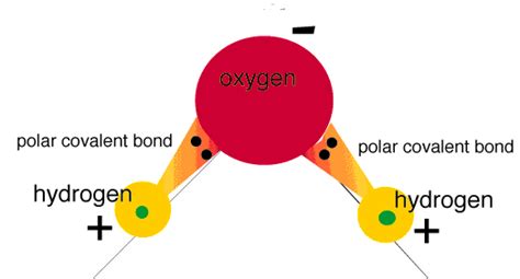 Methane contains nonpolar covalent bonds. Universal solvent | WATER FOR LIFE