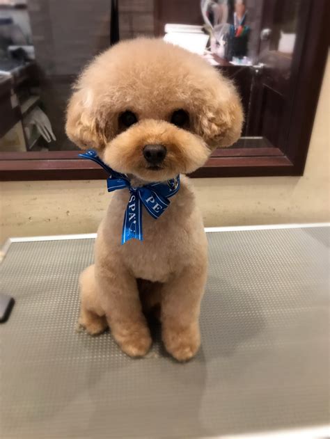 We did not find results for: サマーアフロ♪トイプードル｜東京都目黒区のトリミング ...