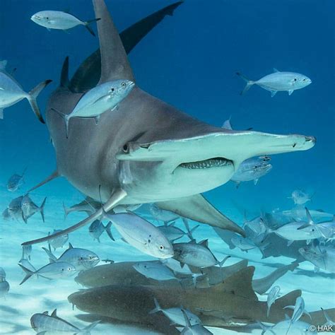 Hammerhead Shark Cool Sea Creatures Hammerhead Shark Shark Fishing